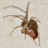 Metellina sp.